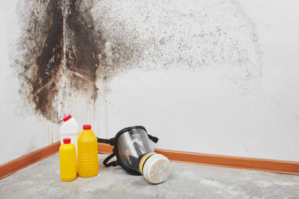 Best Home Mold Removal  in New Castle, PA