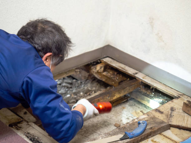 Best Black Mold Removal  in New Castle, PA