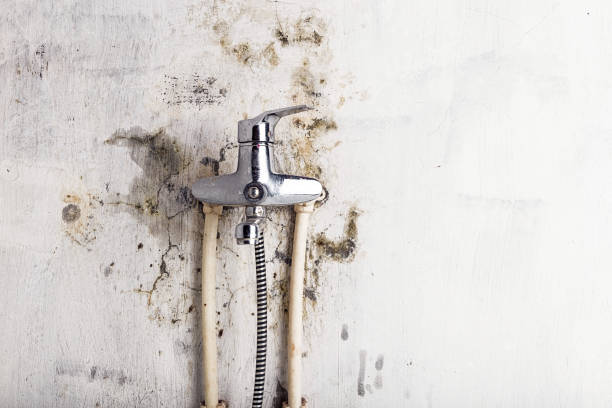Best Local Mold Removal Service  in New Castle, PA