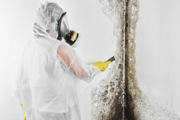  New Castle, PA Mold Removal Pros