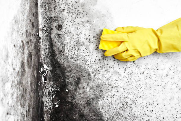 Best Mold Damage Repair  in New Castle, PA