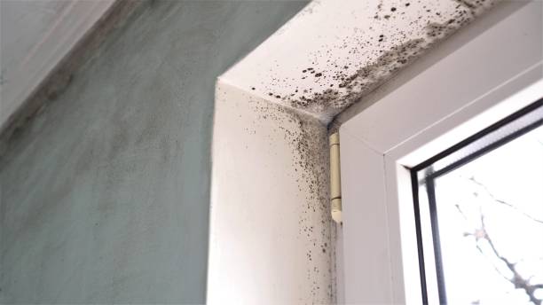 Trusted New Castle, PA Mold Removal Experts