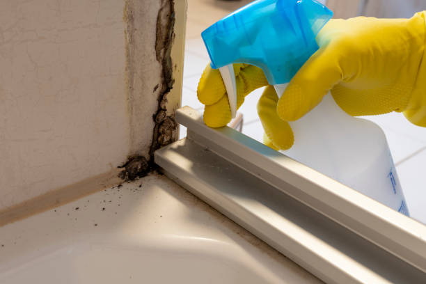 Best Residential Mold Removal  in New Castle, PA