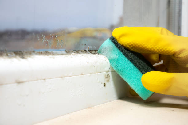 Best Certified Mold Removal  in New Castle, PA
