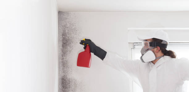 Best Emergency Mold Removal  in New Castle, PA
