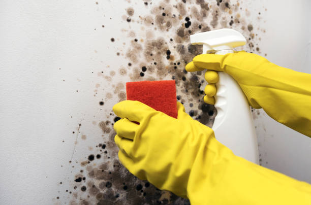 Best Mold Testing  in New Castle, PA