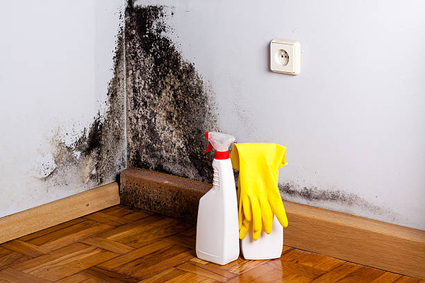 Best Best Mold Removal Companies  in New Castle, PA