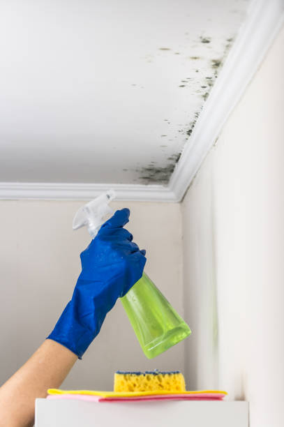 Best Mold Testing  in New Castle, PA
