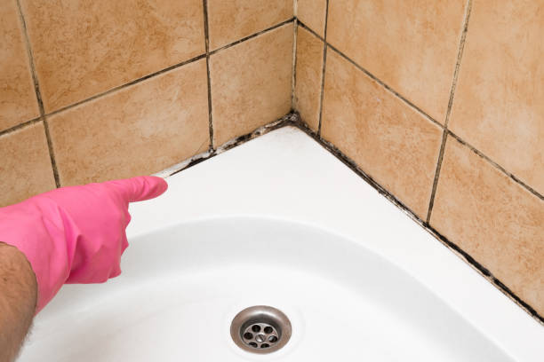 Best Affordable Mold Removal  in New Castle, PA