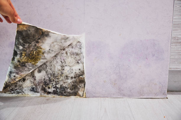 Best Affordable Mold Removal  in New Castle, PA